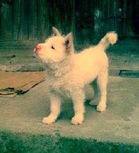 收藏狗狗的图片,收藏宠物集