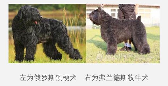 收藏狗狗的图片,收藏宠物集