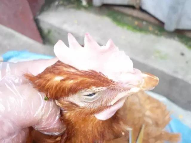 鸡白冠病的防治，快来看看吧！