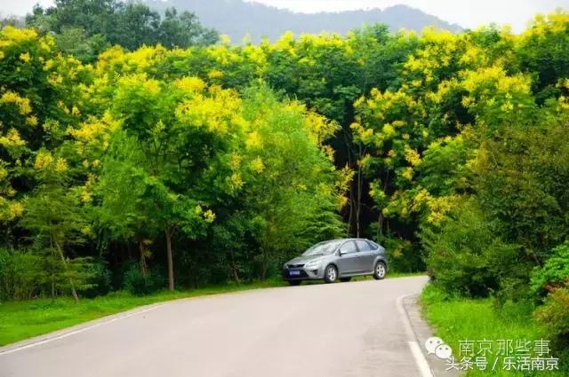 南京梅花赏花游记,好玩的摘草莓胜地打卡