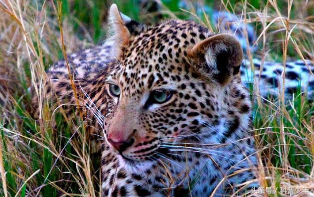 遇到危险动物需要关注什么,遇到危险动物怎么逃生