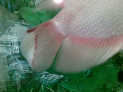 招财鱼病了要怎么治疗,招财鱼容易得什么病