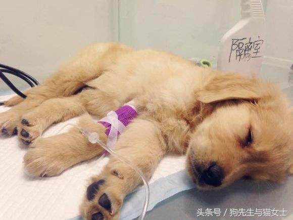 养了只小金毛，竟然趁我不关注偷吃洗衣粉，10分后脸肿成大包子