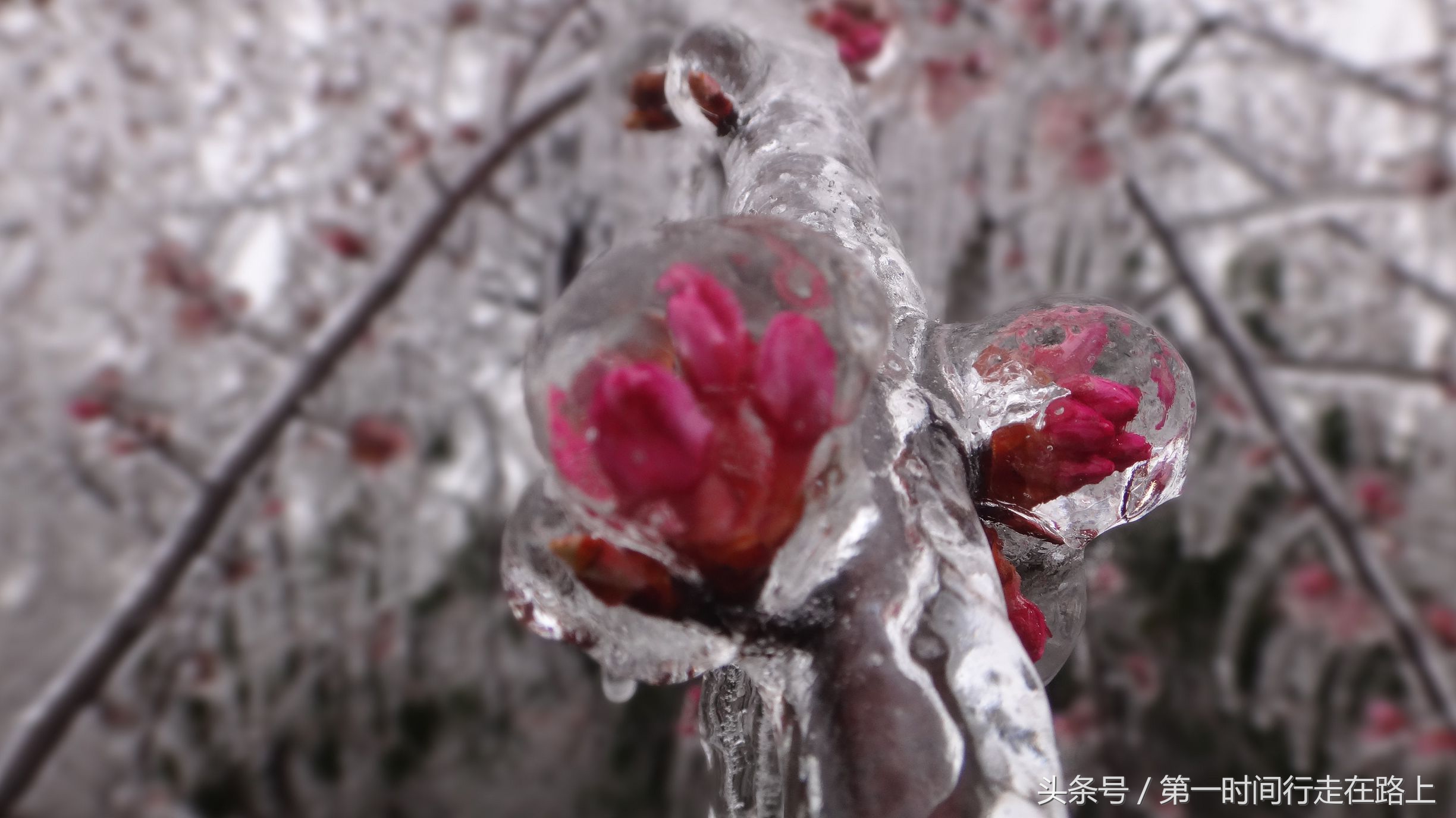 张家界浪漫之地,张家界最浪漫的婚纱