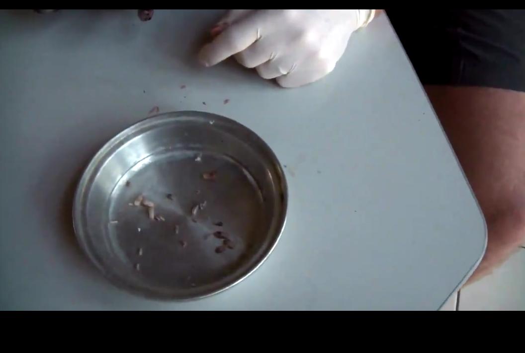 狗狗身上挤出来的虫是什么,狗狗身上有小虫子爬得很快