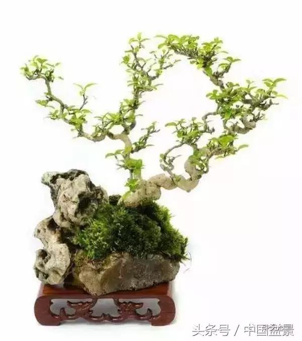 盆景知识与沟通,养花知识大全小盆景