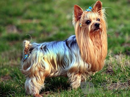 狗狗最不容易掉毛的是哪个品种,狗狗掉毛排行榜