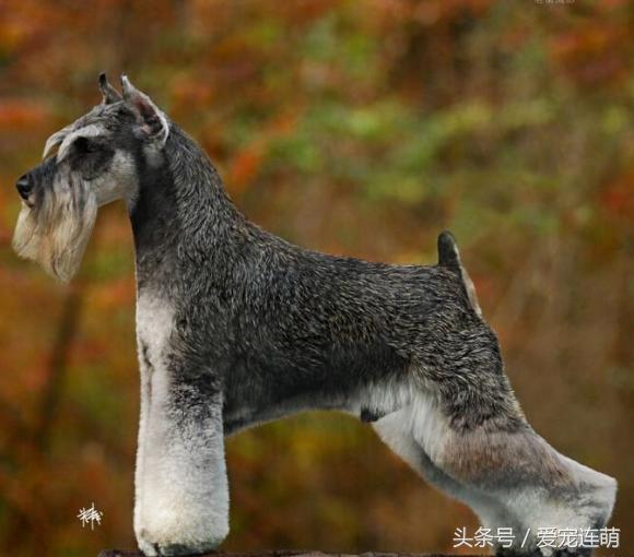 雪纳瑞体型测量,雪纳瑞体型参数