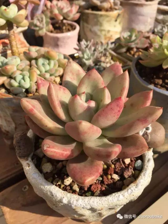 当大妈遇见帅哥,当大妈爱上邻家男孩