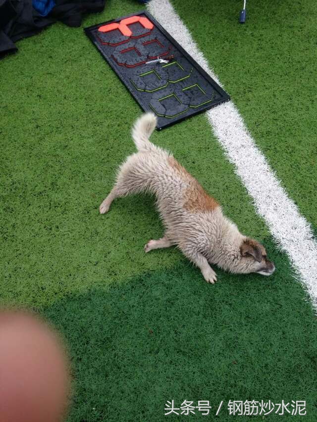 累觉不爱，我的足球