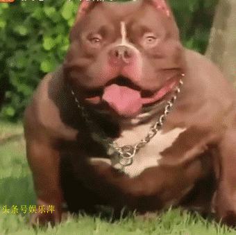 恶霸犬底盘本身就低，毫无疑问，哺乳期就别想动了