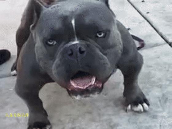 恶霸犬底盘本身就低，毫无疑问，哺乳期就别想动了