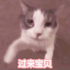 猫咪对着主人喵一声,猫咪对着主人叫但是没声音