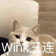 猫咪对着主人喵一声,猫咪对着主人叫但是没声音