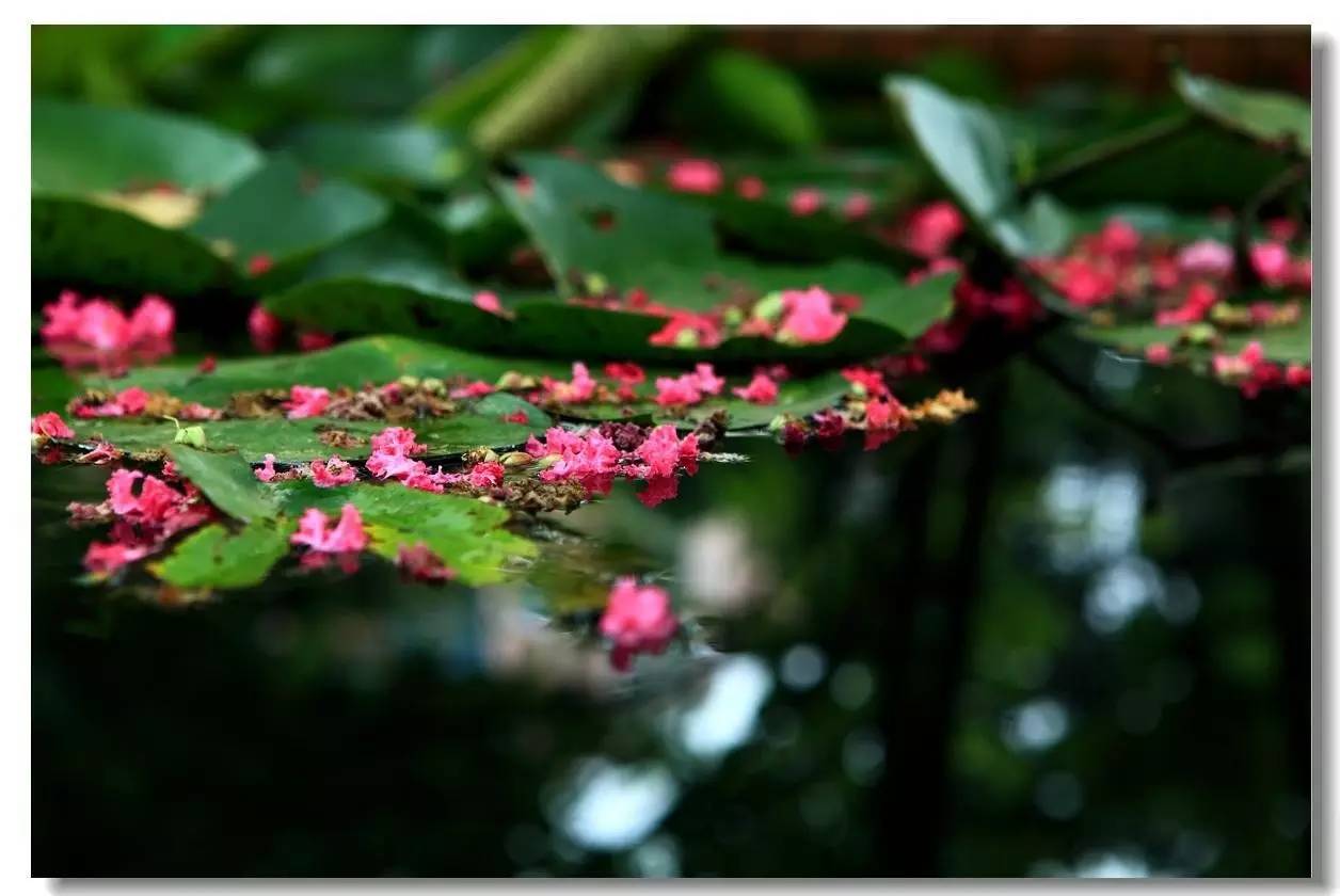「诗词原创」陈天恩｜空房独自频观月一寸相思几断肠？