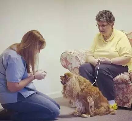 狗狗生病了吃什么食物,狗狗生病了吃点什么好