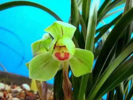 兰花资料卡,兰花资料简介