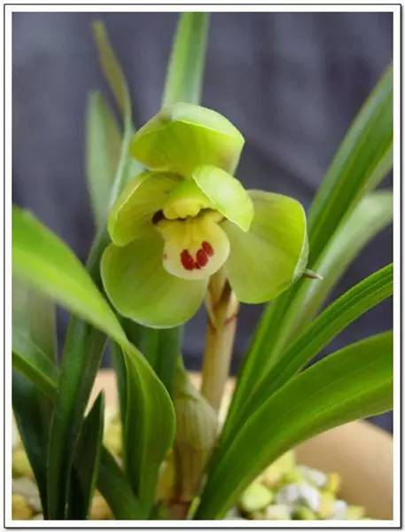 兰花资料卡,兰花资料简介