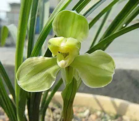 兰花资料卡,兰花资料简介