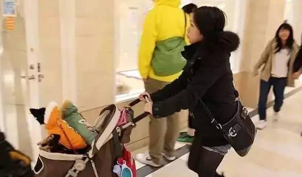 成都有哪些商场值得去,成都可以带宠物玩耍的地方