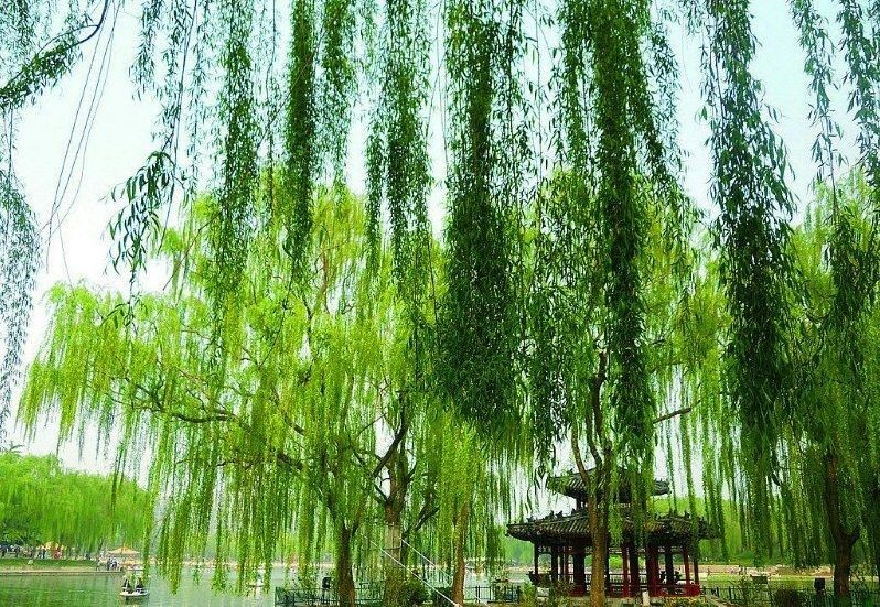 「诗词原创」陈天恩｜空房独自频观月一寸相思几断肠？