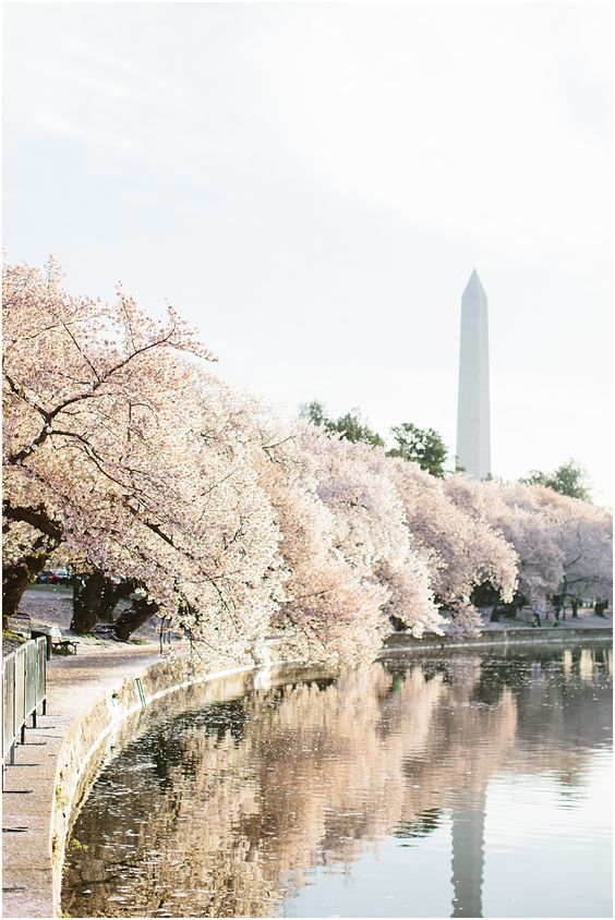 樱花季浪漫旅行,浪漫樱花季游玩攻略