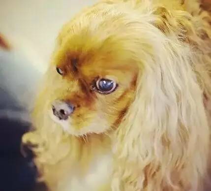 狗狗生病了吃什么食物,狗狗生病了吃点什么好