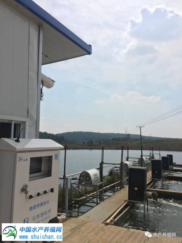 十亩鱼塘如何养出20亩的鱼,10亩鱼池养多少鱼苗