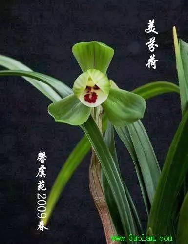 兰花资料卡,兰花资料简介