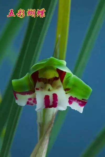 兰花资料卡,兰花资料简介