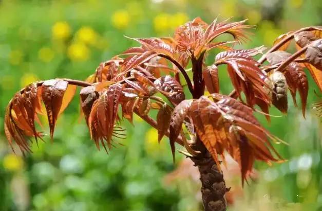 又到挖野菜的季节,又到了挖野菜的季节了是什么意思