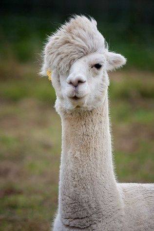 瀹炲脊鐙╃寧鏃呮父,鍥藉唴鐙╃寧涔嬫梾