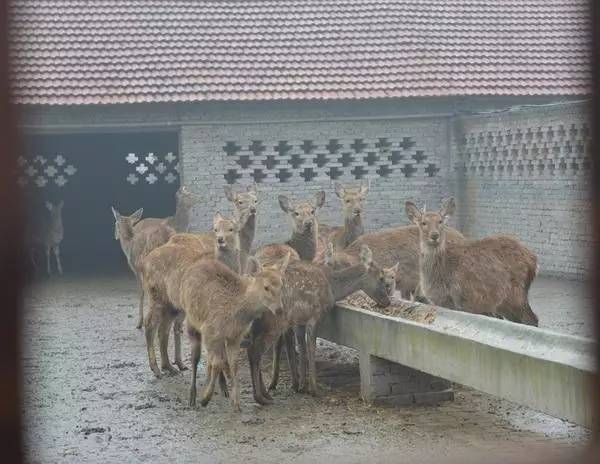 瀹炲脊鐙╃寧鏃呮父,鍥藉唴鐙╃寧涔嬫梾
