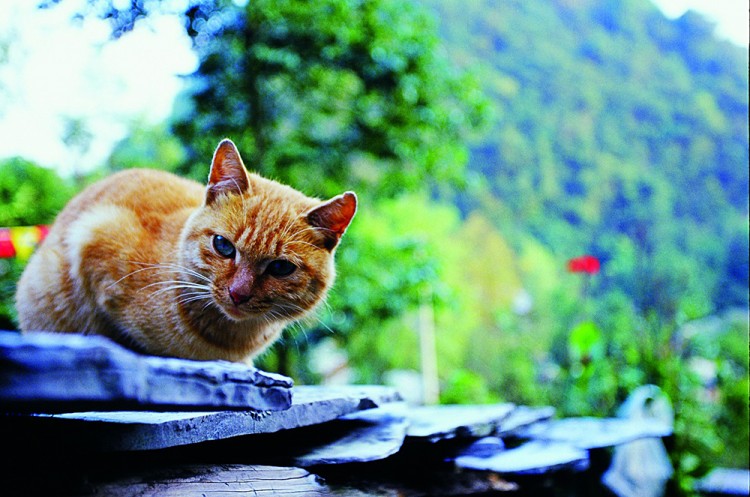贵州天龙屯堡,明朝贵州天龙屯堡