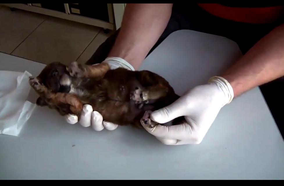 狗狗身上挤出来的虫是什么,狗狗身上有小虫子爬得很快