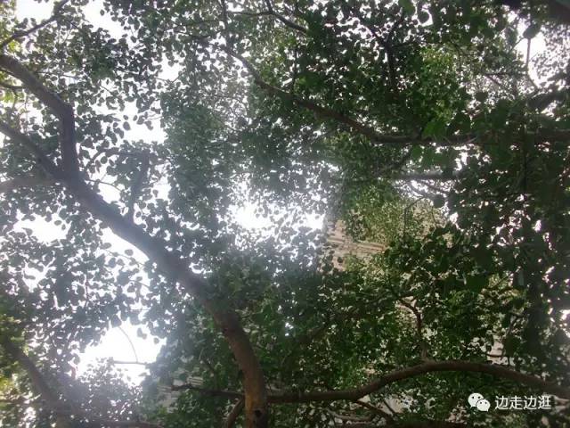 印度看病大师,印度医生看病视频