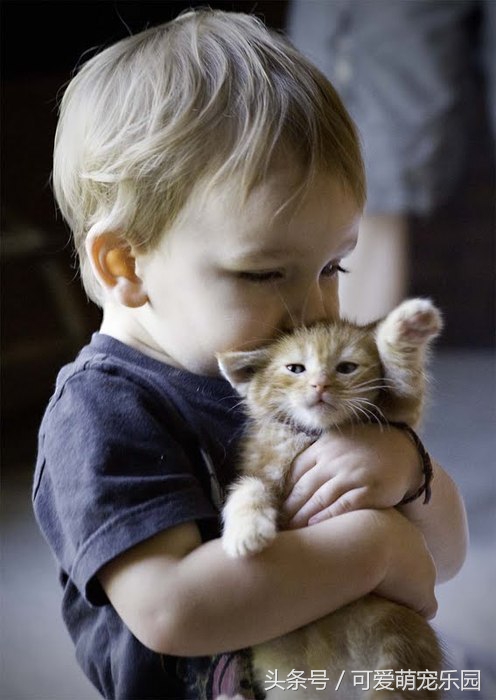 用心爱护小猫,用心照顾小猫咪