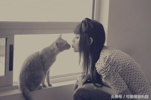 用心爱护小猫,用心照顾小猫咪