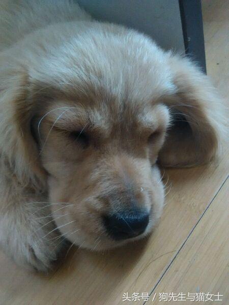 养了只小金毛，竟然趁我不关注偷吃洗衣粉，10分后脸肿成大包子