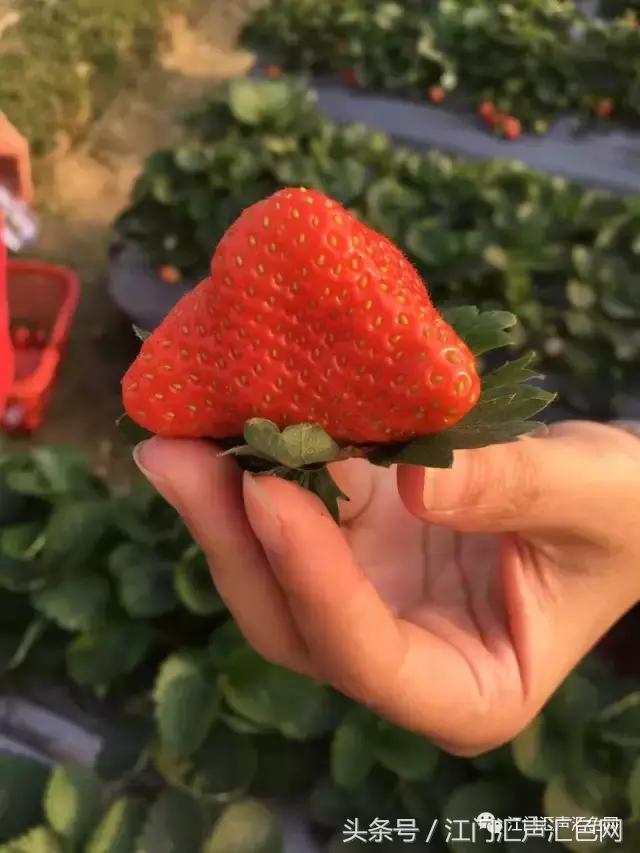 江门草莓采摘园在哪里,草莓采摘园人满为患