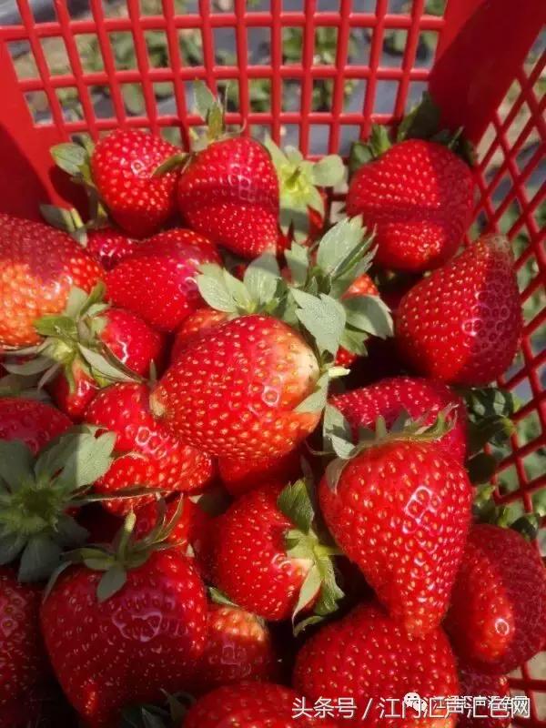 江门草莓采摘园在哪里,草莓采摘园人满为患