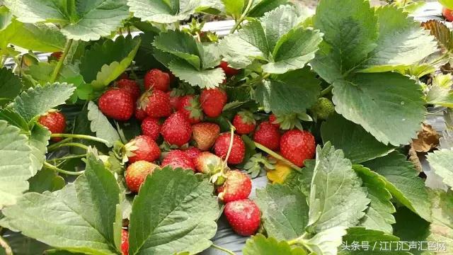 江门草莓采摘园在哪里,草莓采摘园人满为患