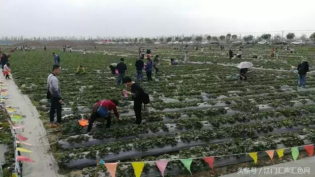 江门草莓采摘园在哪里,草莓采摘园人满为患