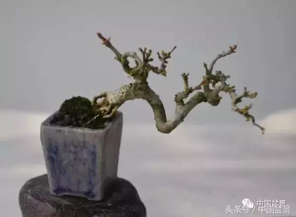 盆景知识与沟通,养花知识大全小盆景