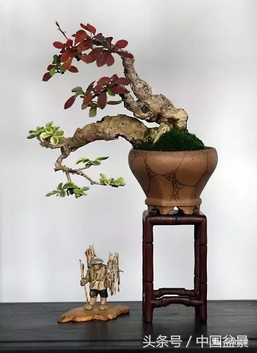 盆景知识与沟通,养花知识大全小盆景