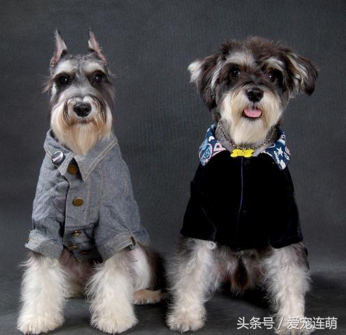 雪纳瑞体型测量,雪纳瑞体型参数