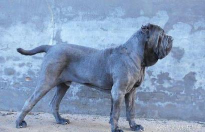 又帅又霸气的猛犬,猛犬长大后有多霸气