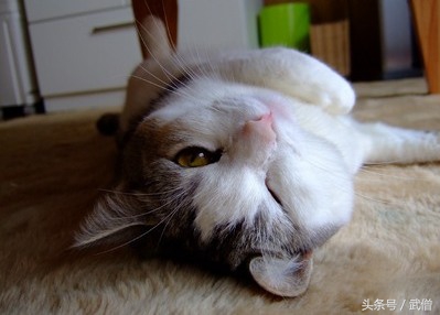 猫粮猫腻,猫粮的秘密7个方法教你买好猫粮