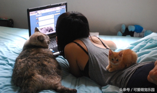 用心爱护小猫,用心照顾小猫咪