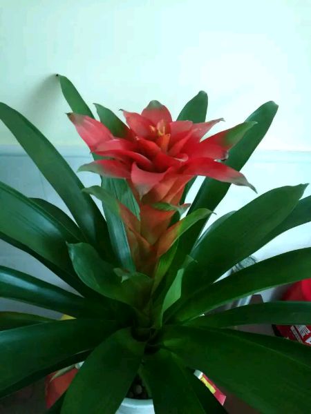 荣耀8魅海蓝刚出的时候多少钱,荣耀8青春幻海蓝和魅海蓝